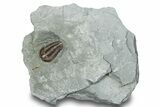Long Prone Flexicalymene Trilobite - Mt Orab, Ohio #247409-1